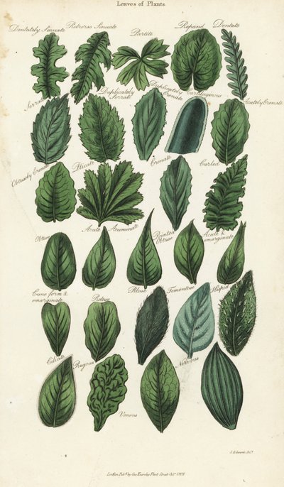 Types of Leaves of Plants by Sydenham Teast Edwards