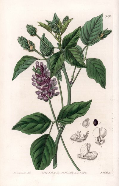 Variete de Psoralea by Sydenham Teast Edwards