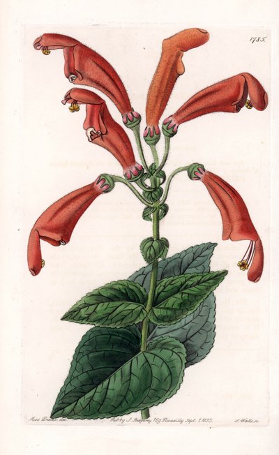 Variety of Gesneria, a Flower in Tubes by Sydenham Teast Edwards