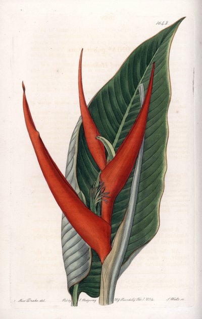 Variety of heliconia (so-called floury) by Sydenham Teast Edwards