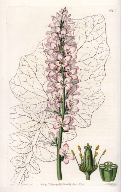 Variety of Francoa with Dairy Leaves, Endemic in Chile. Handcoloured copperplate engraving from Sydenham Edwards