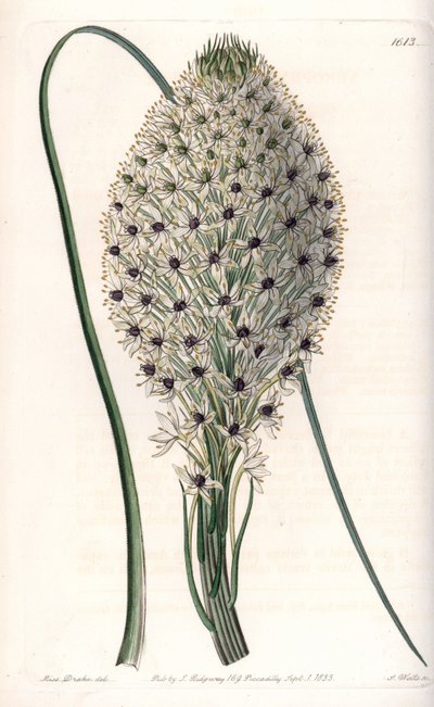 Variety of Liliaceae (Helonias asphodeloides). Handcoloured copperplate engraving from Sydenham Edwards
