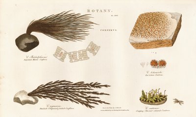 Various Algae Species (Conferva) by Sydenham Teast Edwards