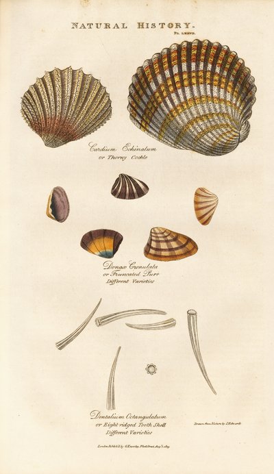 Various Shell Species by Sydenham Teast Edwards