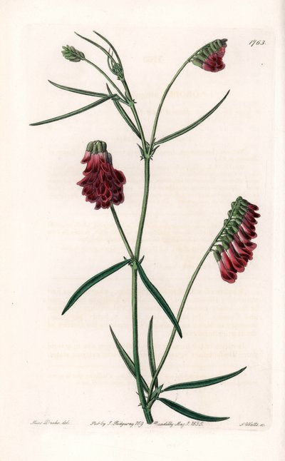 Vesces Variety - Plate Engraved by S. Watts, from an Illustration by Sarah Anne Drake, from the Botanical Register of Sydenham Edwards by Sydenham Teast Edwards