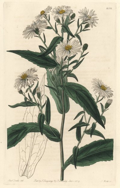 Virgin Aster or Harvester - S. Watts Strong Water from an illustration by Sarah Anne Drake, from the Botanical Register by Sydenham Teast Edwards