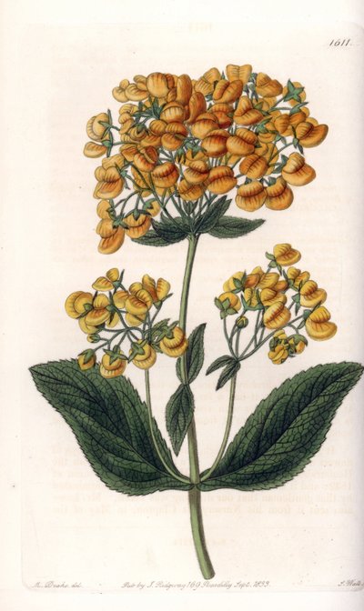 Viscous calceolar (or small slipper) - Engraved board by S. Watts, from an illustration by Sarah Anne Drake, from the Botanical Register of Sydenham Edwards, England by Sydenham Teast Edwards