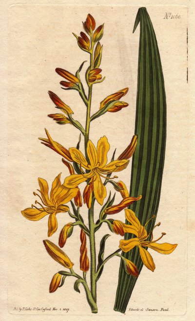 Wachendorfia (Red Root) by Sydenham Teast Edwards
