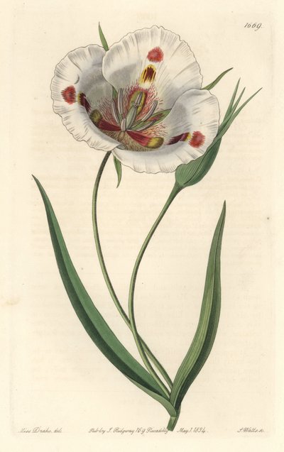 White-flowered Calochortus (Mariposa), Native to California by Sydenham Teast Edwards