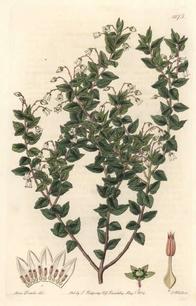 White-flowered Mucronee or Pernettya Gaultheria by Sydenham Teast Edwards