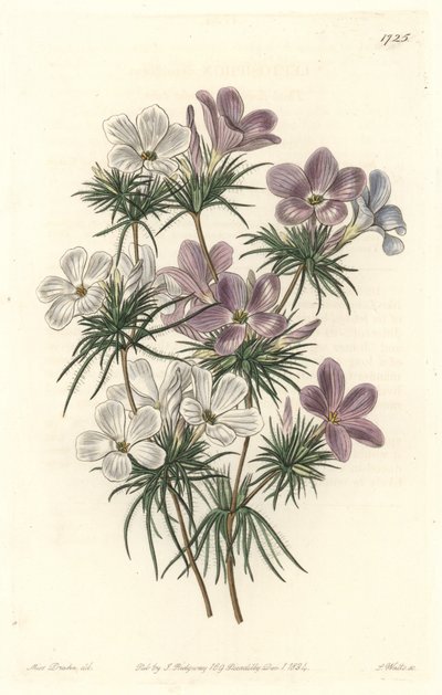 White and Purple Leptosiphon by Sydenham Teast Edwards