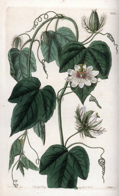White Flower Passionflower. Handcoloured copperplate engraving from Sydenham Edwards