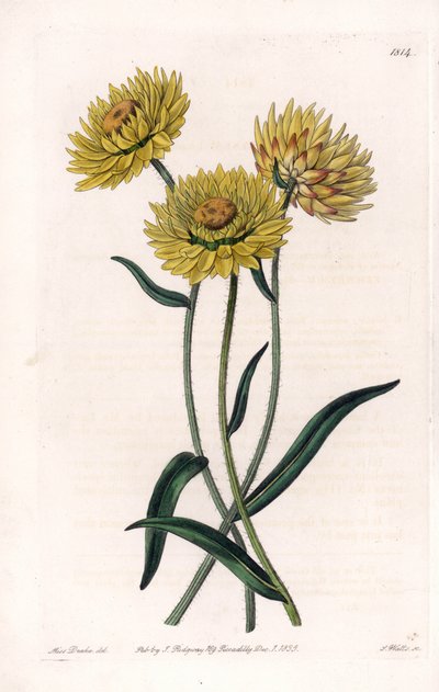 Xerochrysum variete, endemic in Australia - Engraved by S. Watts, from an illustration by Sarah Anne Drake, from the Botanical Register of Sydenham Edwards, England by Sydenham Teast Edwards