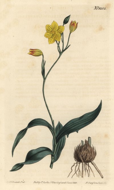 Yellow Cyanella by Sydenham Teast Edwards