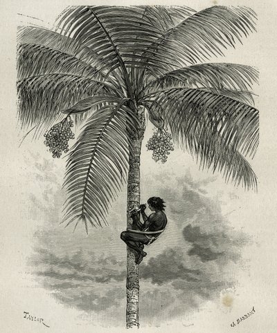Harvesting Wax from Ceroxylon Palm in Quindio (Colombia) (engraving by Taylor and Ferdinandus, to illustrate the story L