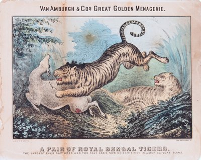 A Pair of Royal Bengal Tigers by T. W. Strong
