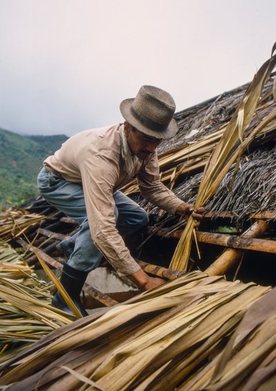 A Colombian Farmer Thatches His Roof with Sugarcane Leaves Near Pamira, Colombia by Ted Spiegel