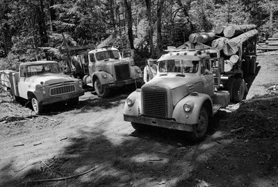 Logging trucks in a forest being harvested in Oregon by Ted Spiegel