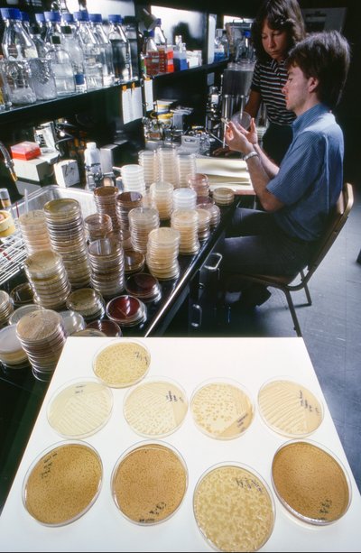 Ph.D. candidate at University of Illinois studies recombinant DNA in the Library of the University by Ted Spiegel