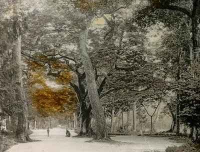 Century-old Trees in Shimogamo Park, Kyoto, circa 1900 - 1915 by Teijiro Takagi
