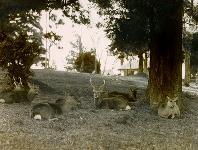 Fallow Deer in Kasuga Taisha Park, Nara, circa 1900 - 1915 by Teijiro Takagi