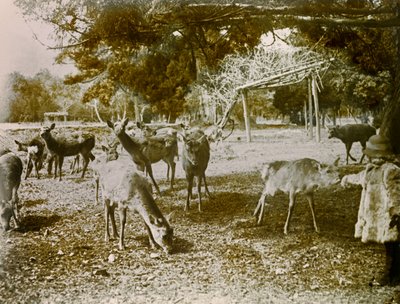 Fallow Deer on the Loose in Nara, circa 1900 - 1915 by Teijiro Takagi