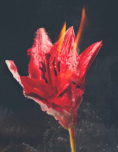 Combust by Teis Albers