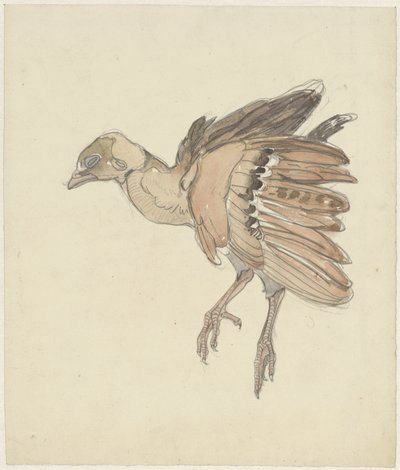 Dead Bird (Partridge?) by Theo van Hoytema