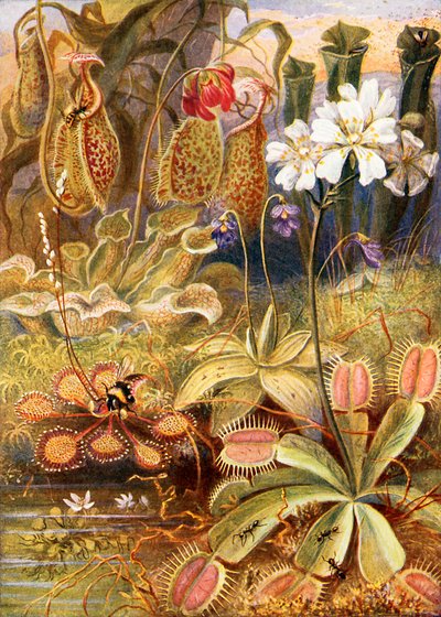 A Group of Carnivorous Plants, Illustration from 