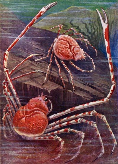 The Giant Crab of Japan by Theobald Carreras