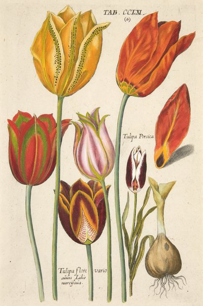Tulips. From Florilegium novum, hoc est Variorum Maximeque Radiorum Florum ac Plantorum by Theodore de Bry