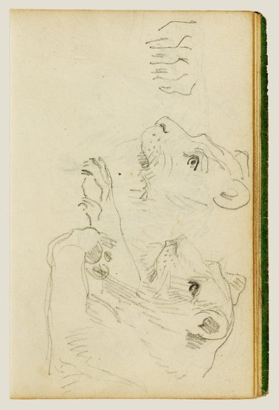 Studies of the Head and Forelegs of a Lioness by Theodore Gericault