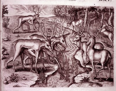 Indians Using Deer Skins to Hunt Other Deer by Theodore de Bry
