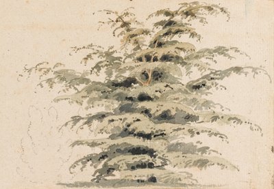 Study of a Cedar Tree by Thomas Baxter
