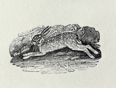 The Hare from 