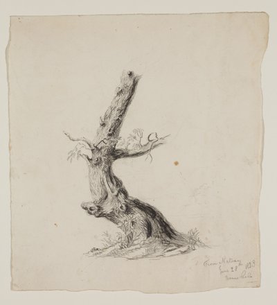 Gnarled Tree Trunk with Leafy Branches by Thomas Cole