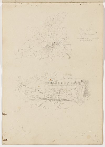 Plant in the Colosseum; Architectural Fragment by Thomas Cole