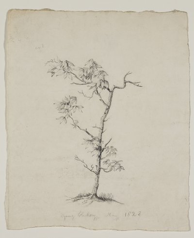 Young Hickory by Thomas Cole