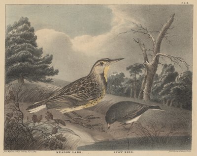 Meadow Lark and Snow Bird, from 