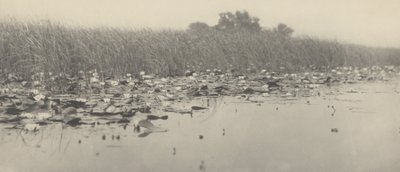 Water-Lilies, 1886 by Thomas Frederick Goodall