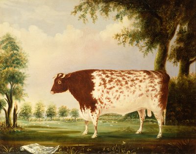 Mina, A Four Year Old Shorthorn Bull, in a Meadow by Thomas Freebairn Wilson