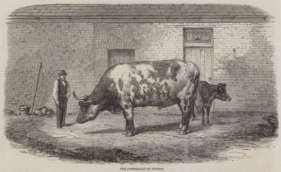 The Australian Ox Tooran by Thomas Harrington Wilson