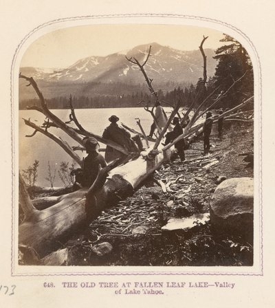 The Old Tree at Fallen Leaf Lake by Thomas Houseworth