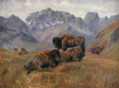 Buffalo in Summer-time, on Bow Range, near Banff by Thomas Mower Martin