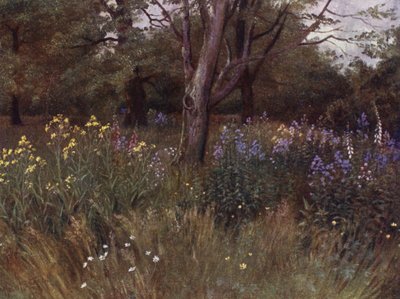 Kew Gardens: Wild Flowers in the Beech Woods by Thomas Mower Martin