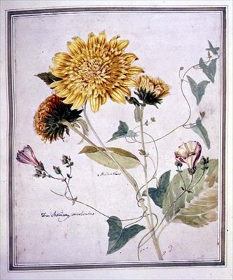 Helianthus and Convolvulus by Thomas Robins