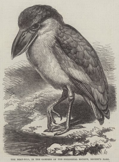 The Boat-Bill, in the Gardens of the Zoological Society, Regent