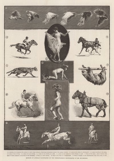 Motions of Animals Illustrated by the Instantaneous Photographs of Mr Muybridge by Thomas Walter Wilson