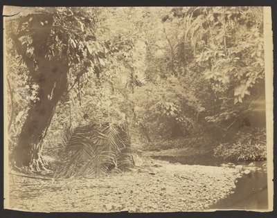 Jungle Scene: View of Thatched Hut of Palm Fronds, Isthmus of Darién (Panama) by Timothy H. OSullivan