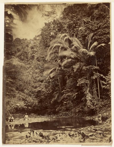 [Jungle Scene with Palm Trees and Other Thick Foliage, Darién Expedition, Isthmus of Panama] by Timothy H. O